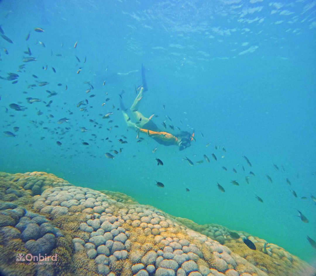 The tour was exceptionally well-organized and educational, and we had the opportunity to snorkel in some of the most beautiful spots we've ever seen