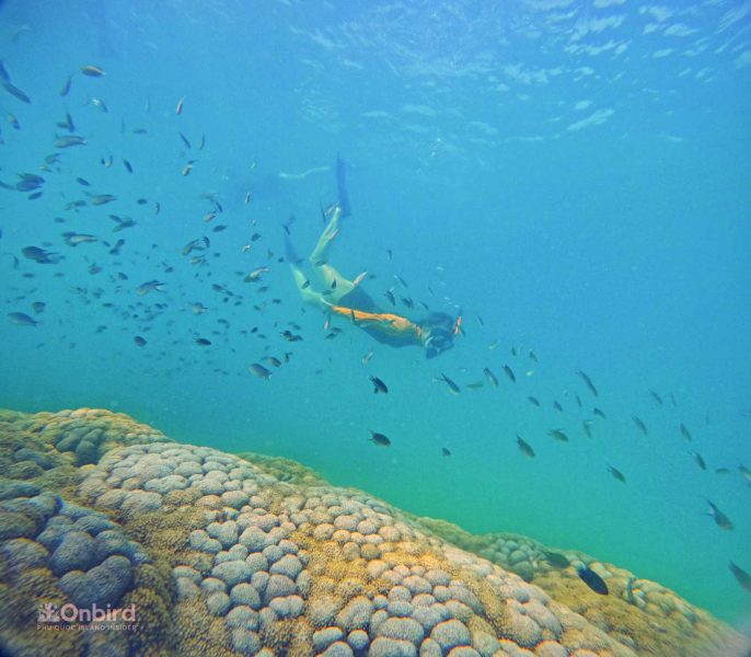 The tour was exceptionally well-organized and educational, and we had the opportunity to snorkel in some of the most beautiful spots we've ever seen