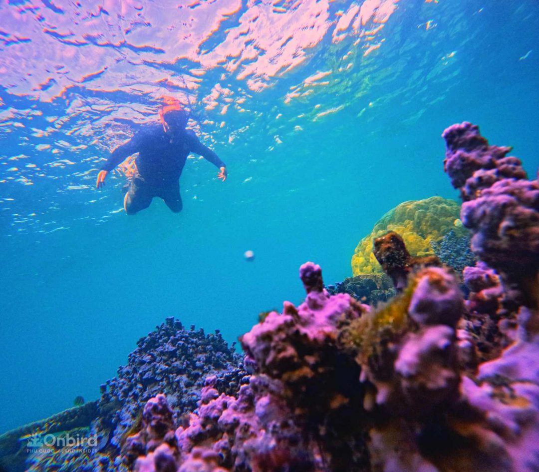 The tour was exceptionally well-organized and educational, and we had the opportunity to snorkel in some of the most beautiful spots we've ever seen