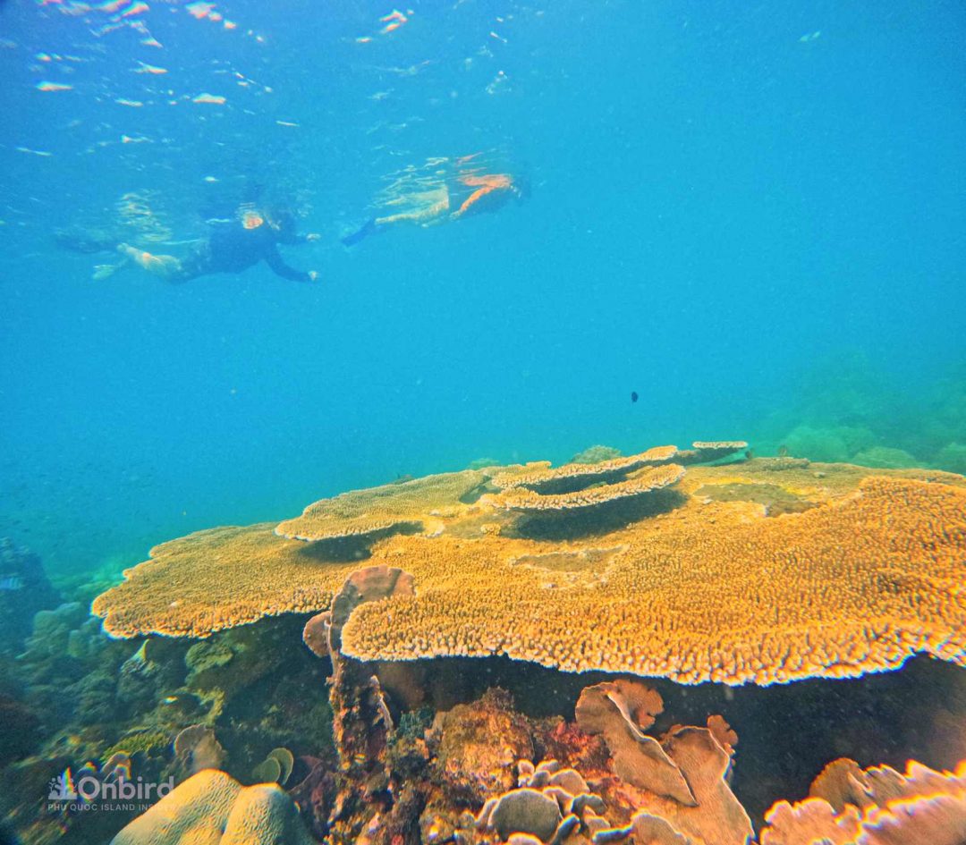 The tour was exceptionally well-organized and educational, and we had the opportunity to snorkel in some of the most beautiful spots we've ever seen