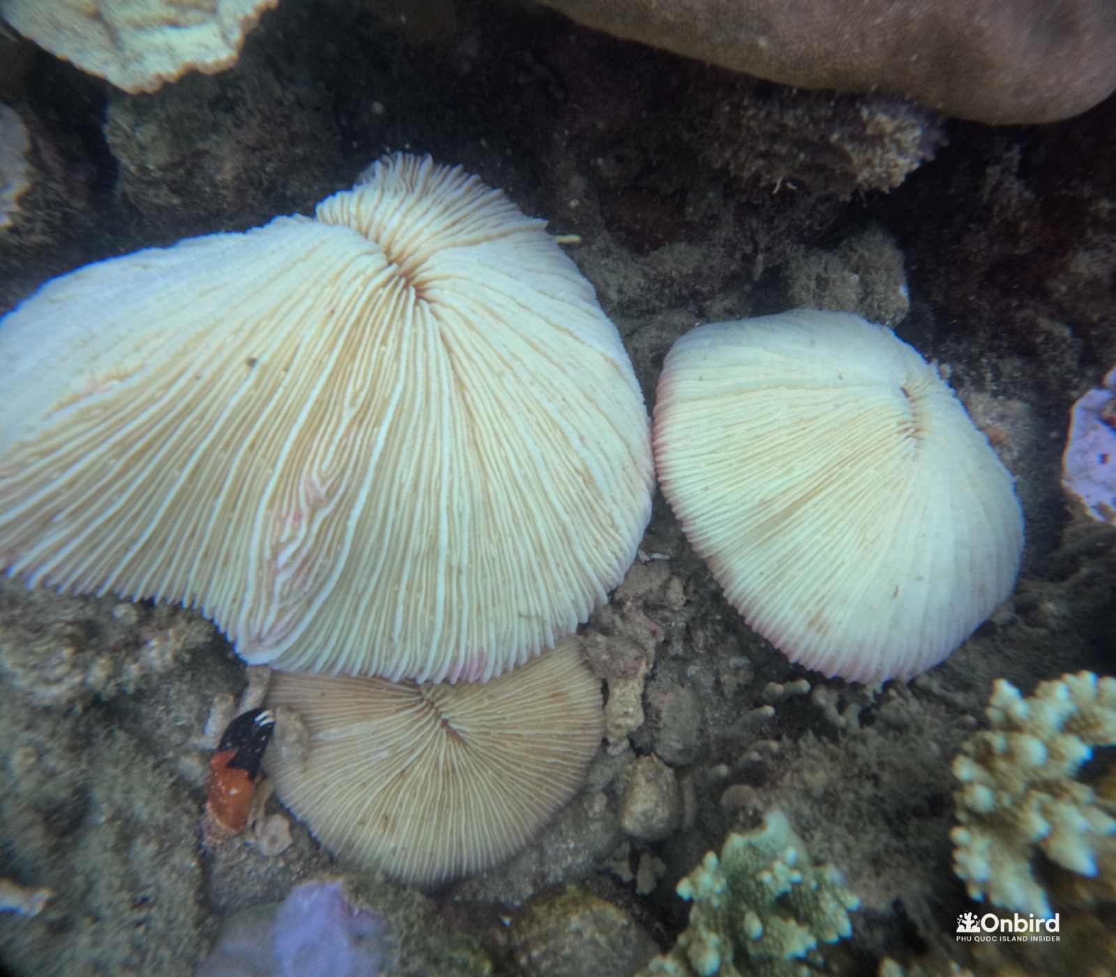 Coral Bleaching in Phu Quoc Island, Vietnam