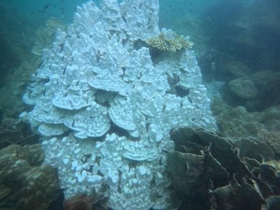 Coral Bleaching in Phu Quoc Island, Vietnam