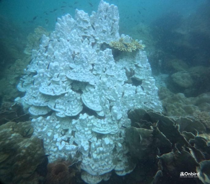 Coral Bleaching in Phu Quoc Island, Vietnam
