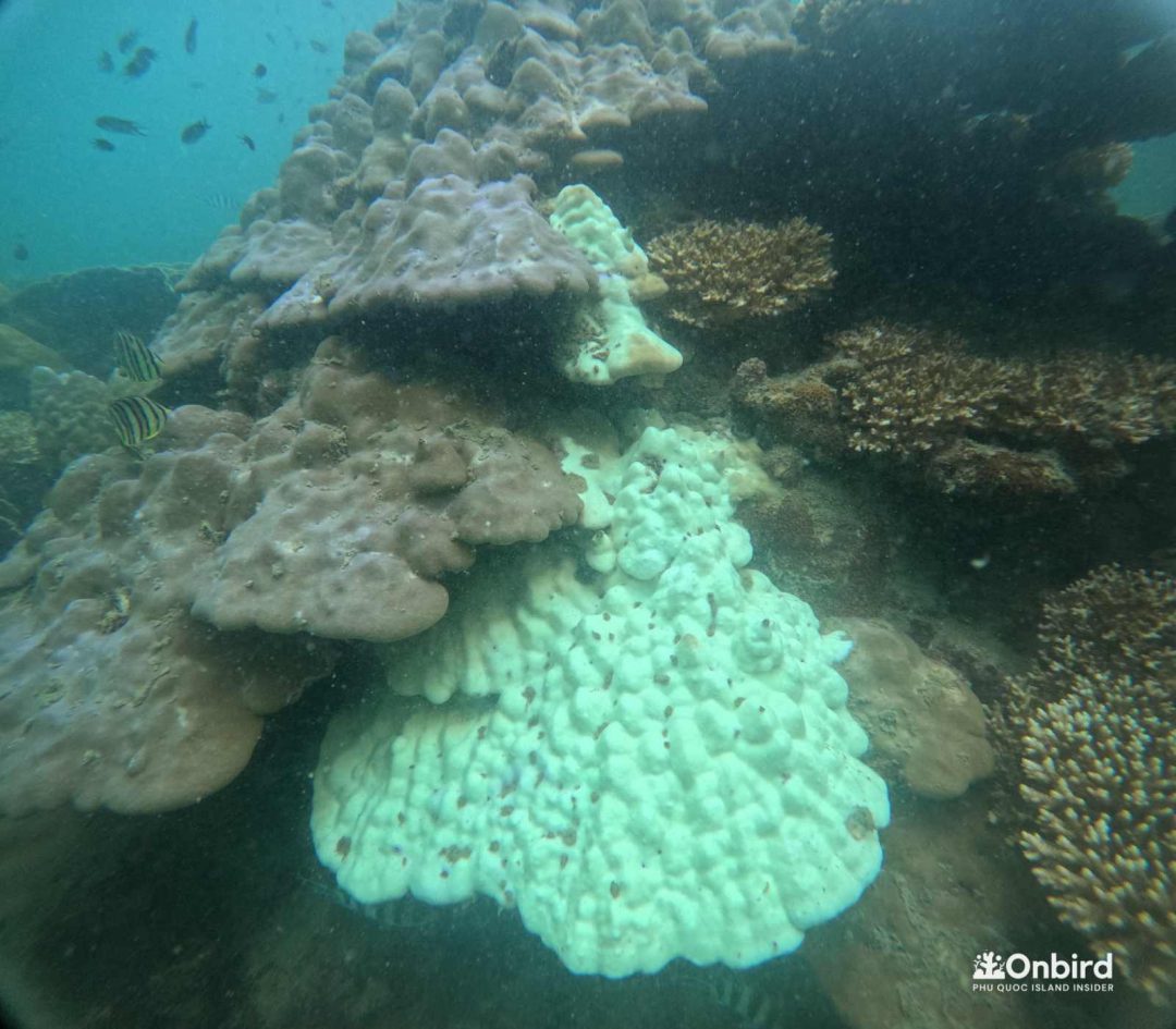 Dcim103goprogopr9123.jpg