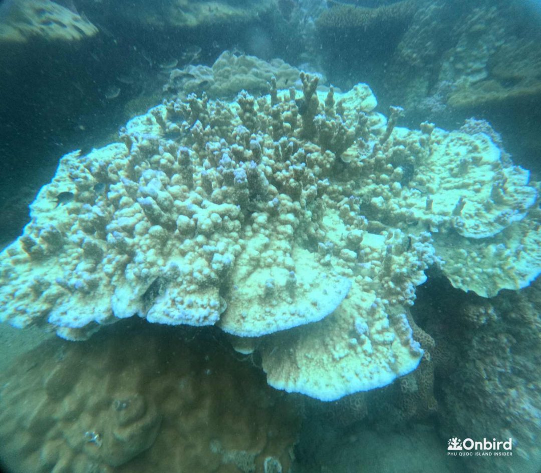 Dcim104goprogopr9161.jpg