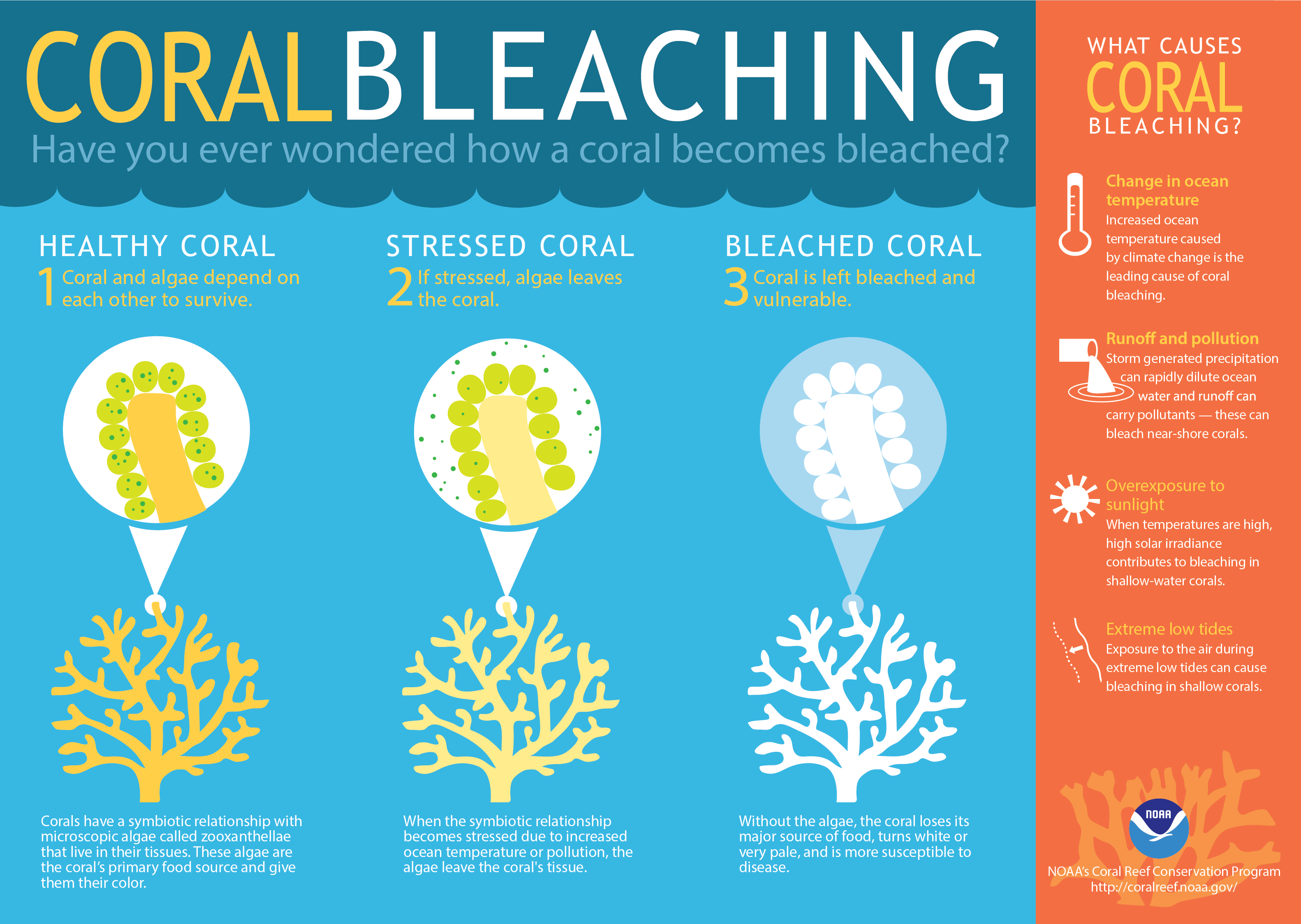 Phu Quoc Is Now Undergoing A Serious Coral Bleaching Event Phu Quoc Is Now Undergoing A Serious Coral Bleaching Event