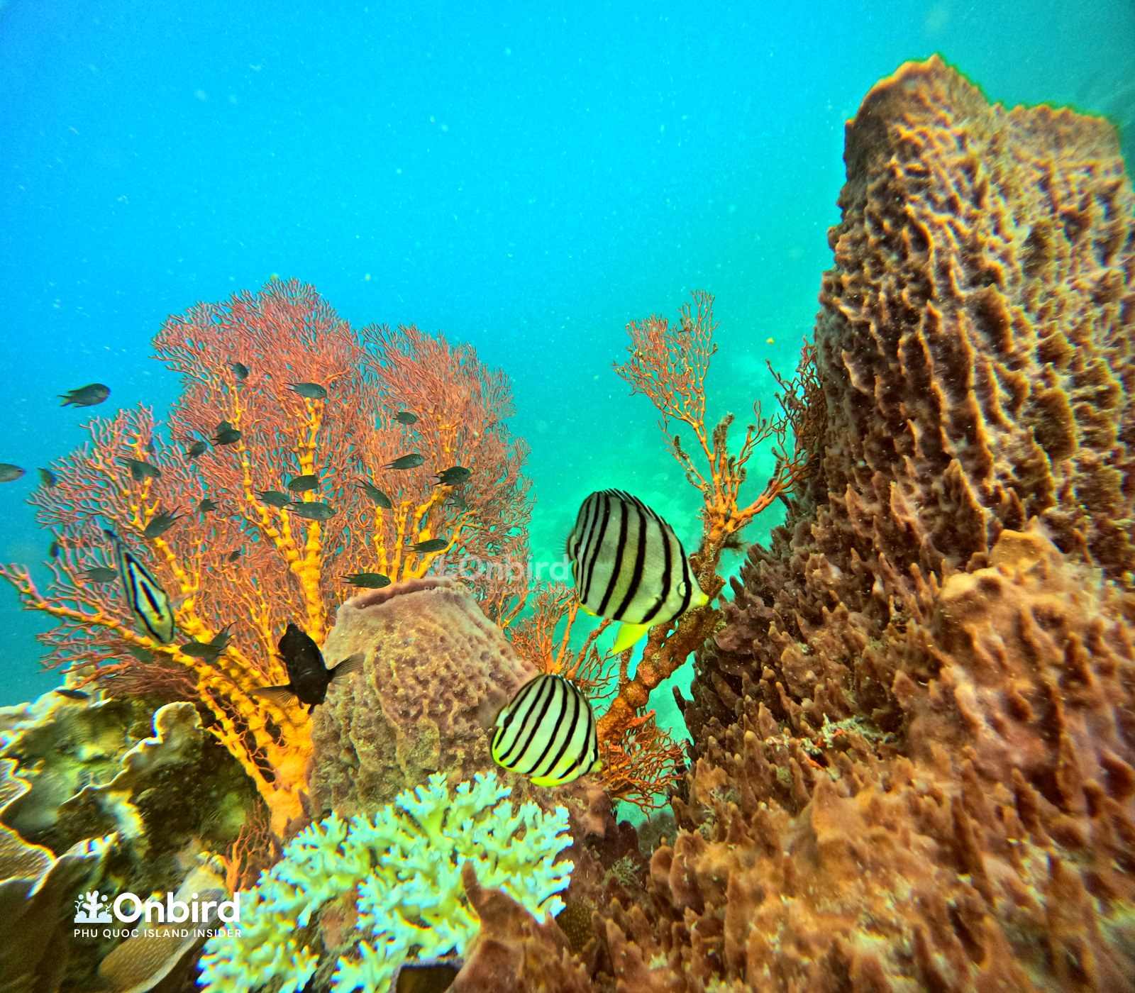 Sea Fan coral in Phu Quoc Island, Vietnam