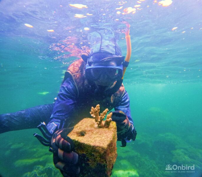 Reef builder, coral restoration in Phu Quoc Island