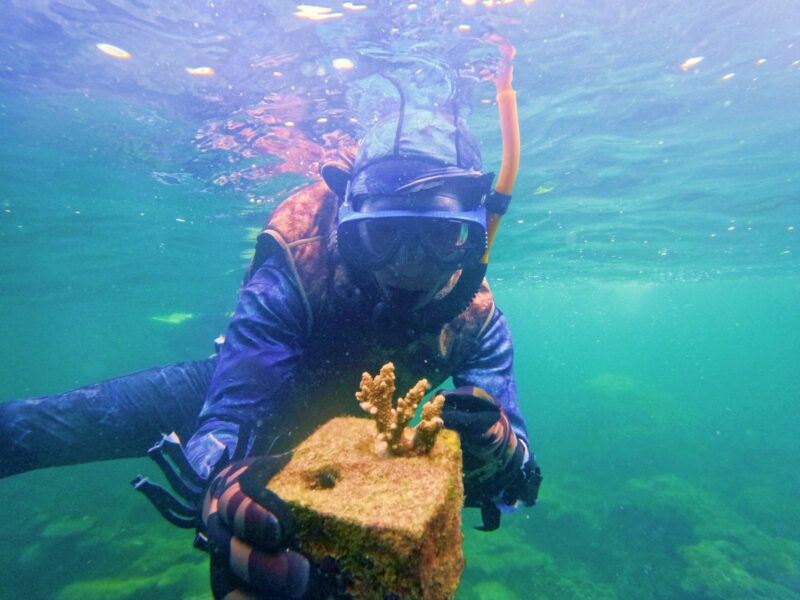 Reef builder, coral restoration in Phu Quoc Island