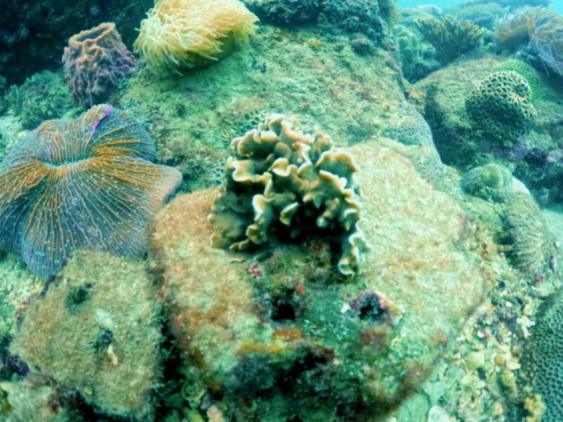 Reef builder, coral restoration in Phu Quoc Island