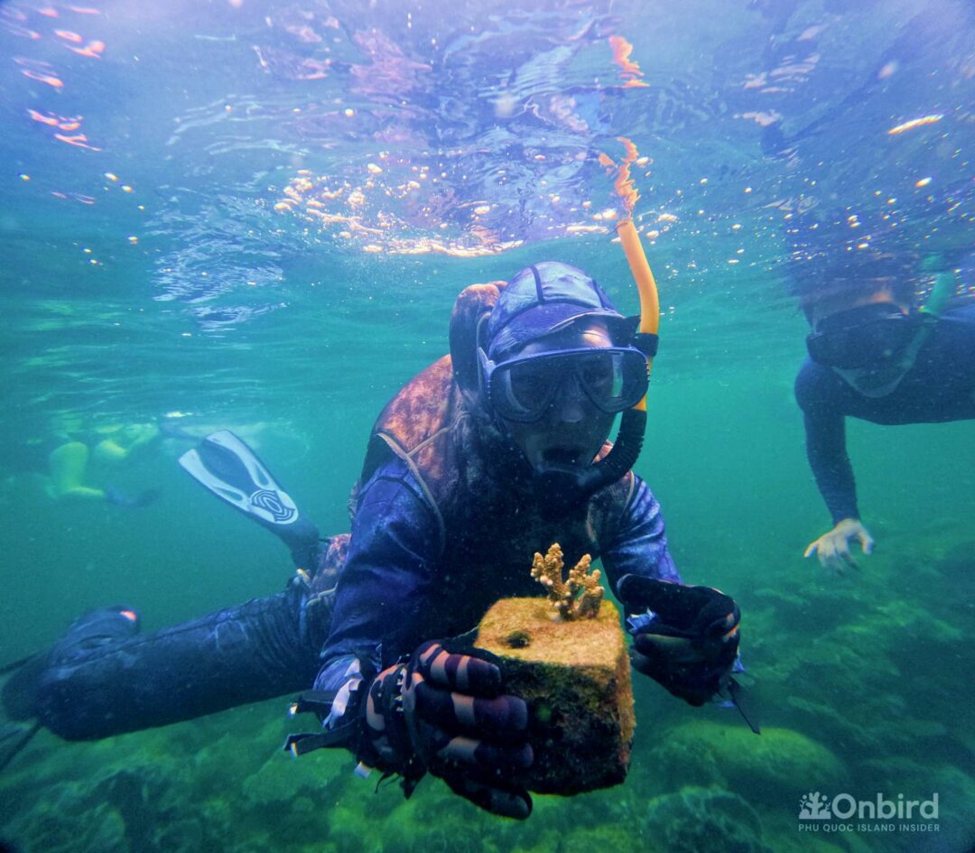 Reef builder, coral restoration in Phu Quoc Island