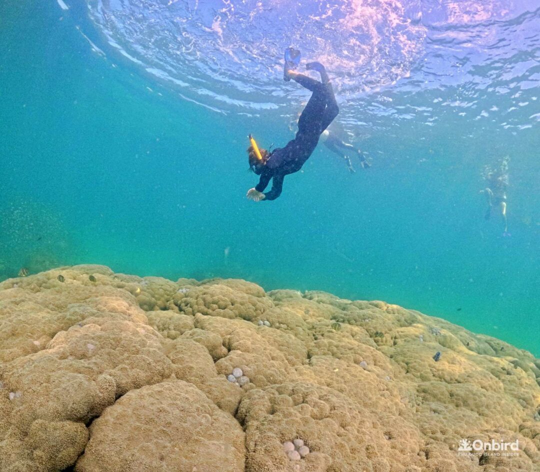 Professional Marine discovery snorkeling tour in Phu Quoc, Vietnam