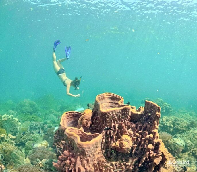 Nữ du khách trải nghiệm lặn ống thở khám phá bọt biển thùng khổng lồ tại Phú Quốc trong trải nghiệm cùng OnBird