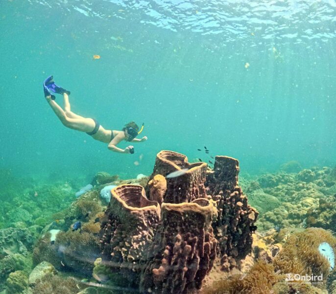 Professional Marine Life Discovery Snorkeling in Phu Quoc Island, Vietnam by OnBird