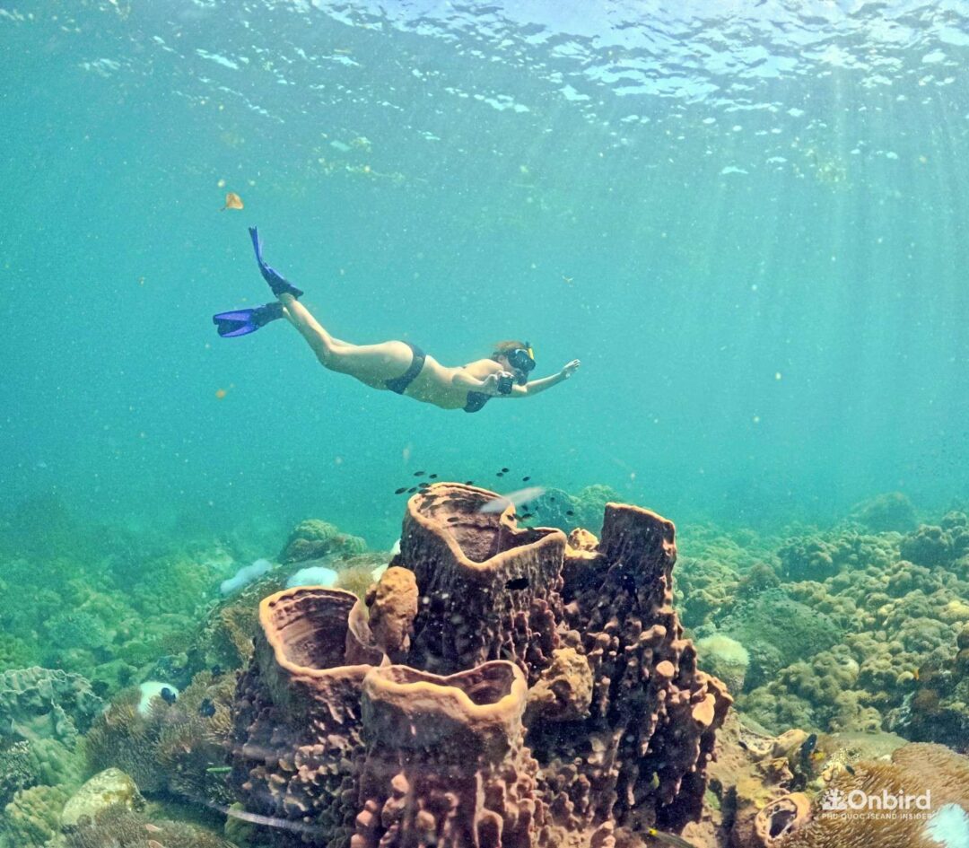 Professional Marine Life Discovery Snorkeling in Phu Quoc Island, Vietnam by OnBird