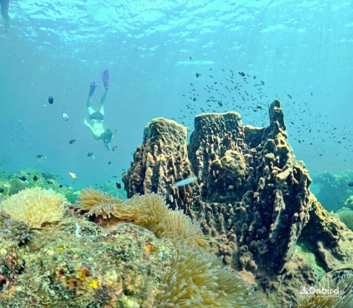 Professional Marine Life Discovery Snorkeling in Phu Quoc Island, Vietnam by OnBird