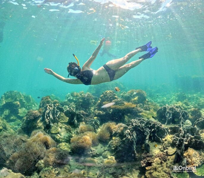 Professional Marine Life Discovery Snorkeling in Phu Quoc Island, Vietnam