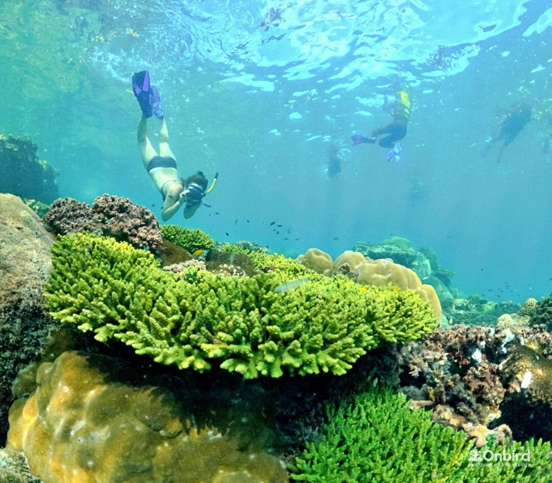 Professional Marine Life Discovery Snorkeling in Phu Quoc Island, Vietnam by OnBird