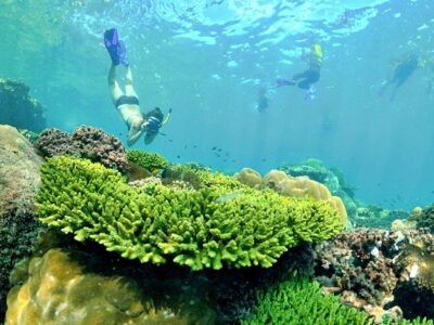 Professional Marine Life Discovery Snorkeling in Phu Quoc Island, Vietnam by OnBird