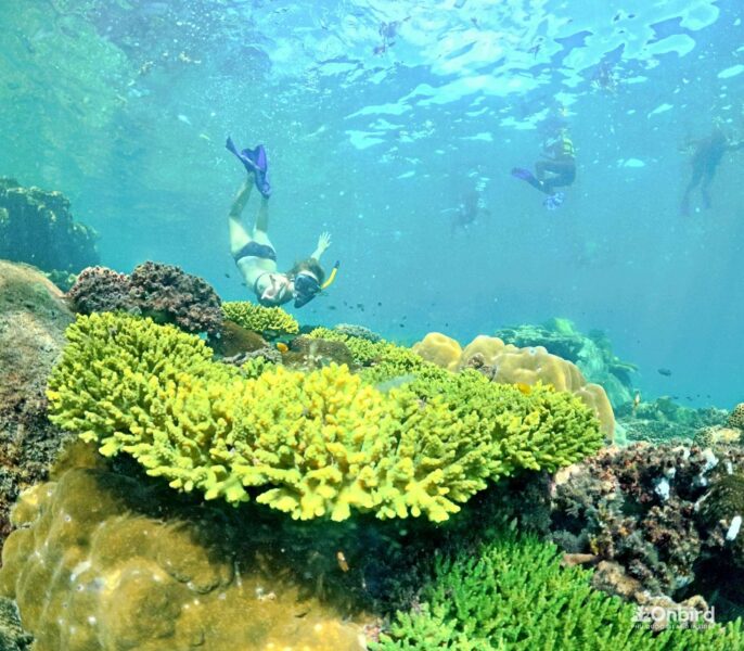 Professional Marine Life Discovery Snorkeling in Phu Quoc Island, Vietnam by OnBird
