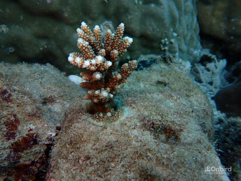 Biorock for coral restoration in the Phu Quoc Island, Vietnam by OnBird Phu Quoc