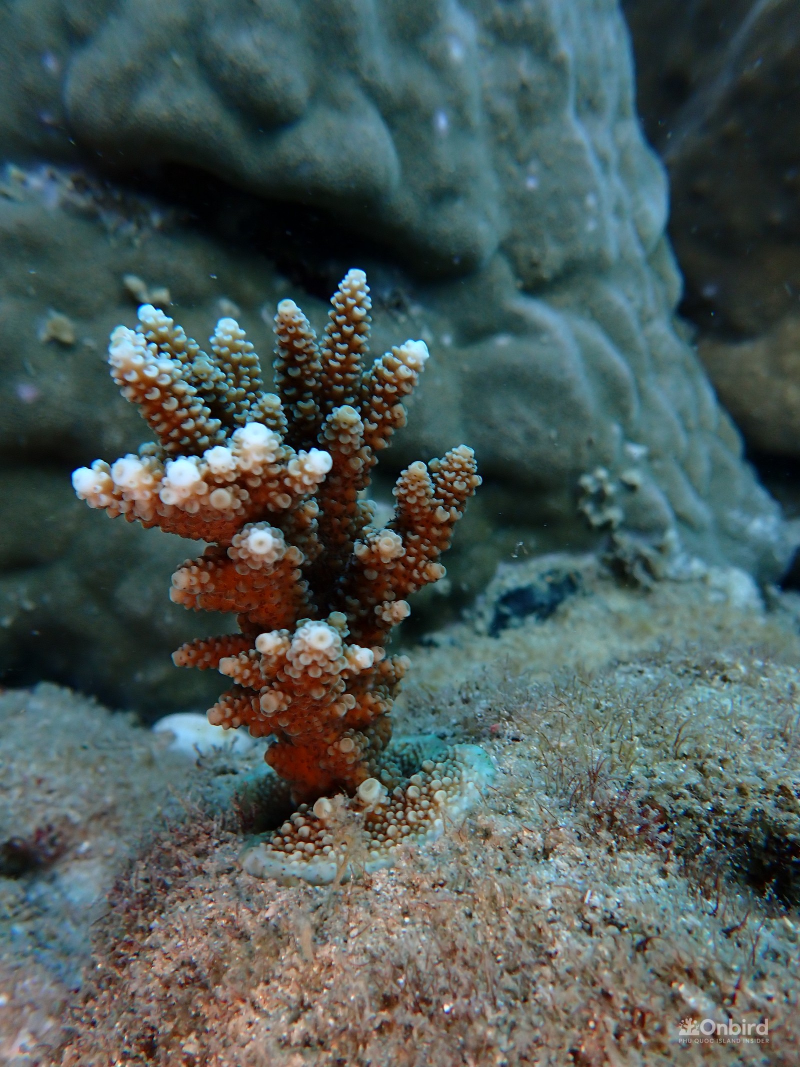 Biorock for coral restoration in the Phu Quoc Island, Vietnam by OnBird Phu Quoc