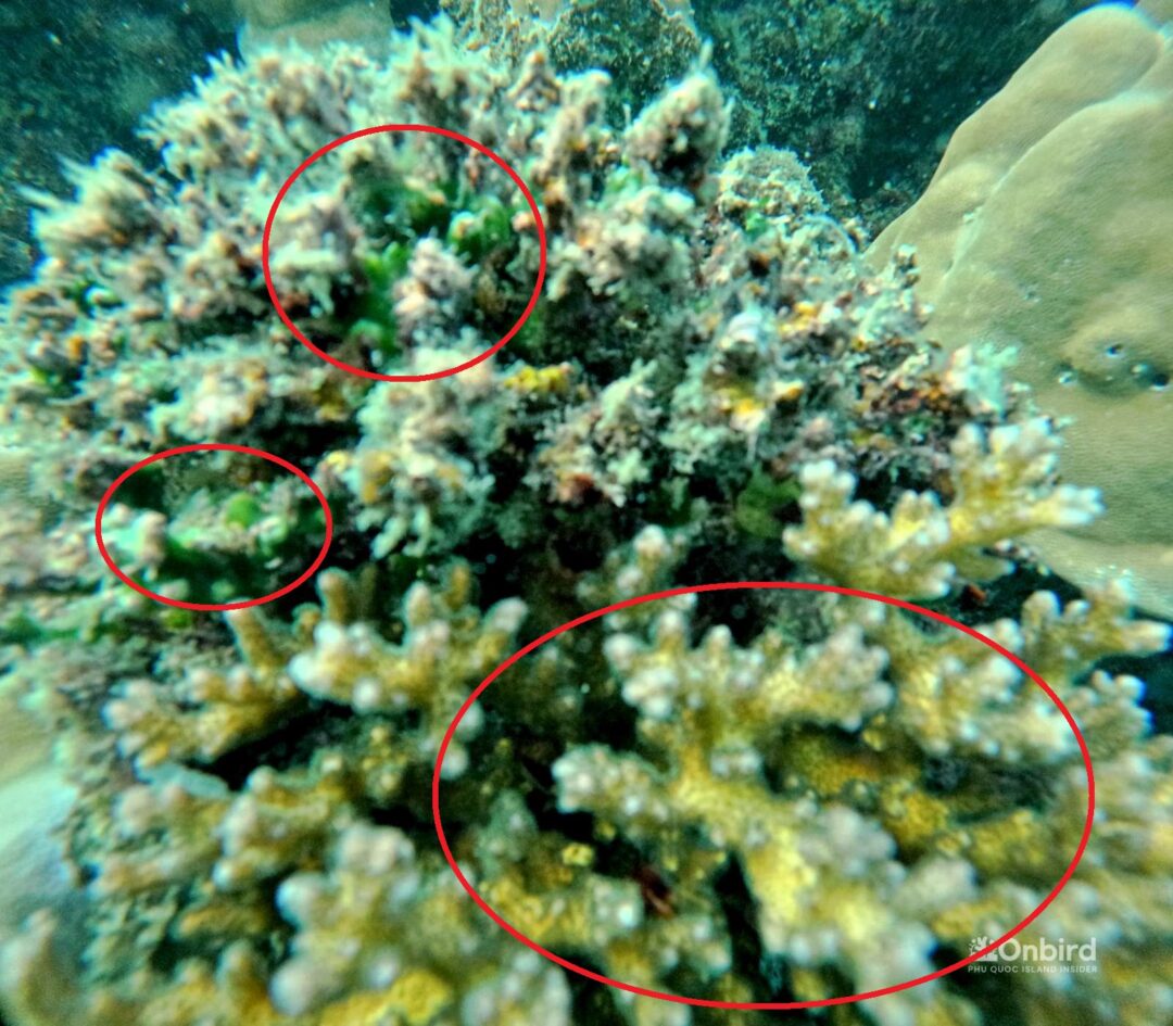 Cauliflower Coral (Pocillopora damicornis): Miraculous Resurrection After Death By Bleaching from OnBird's Observation