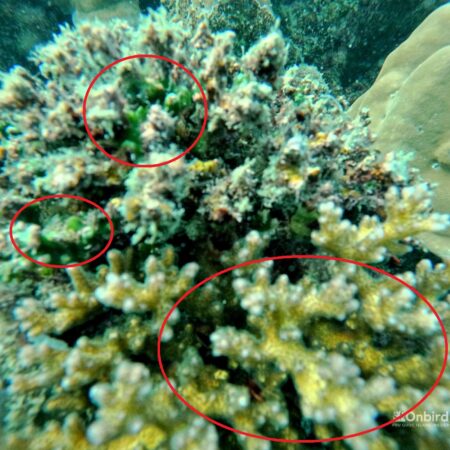 Cauliflower Coral (Pocillopora damicornis): Miraculous Resurrection After Death By Bleaching from OnBird's Observation