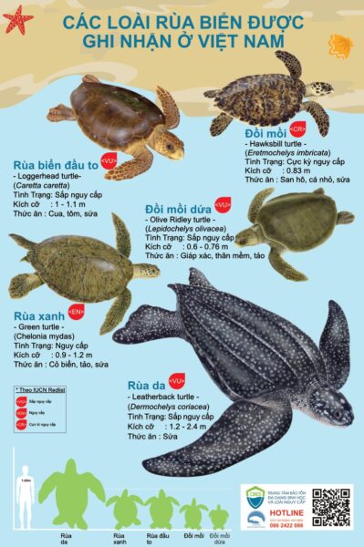 Các Loài Rùa Biển, Nguồn Viet Nam Marine Megafauna Network Mạng Lưới động Vật Biển Việt Nam