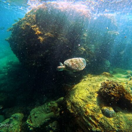 Dcim103goprogopr0075.jpg