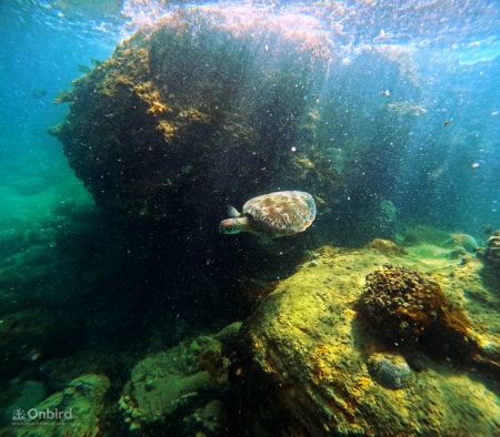 Dcim103goprogopr0075.jpg