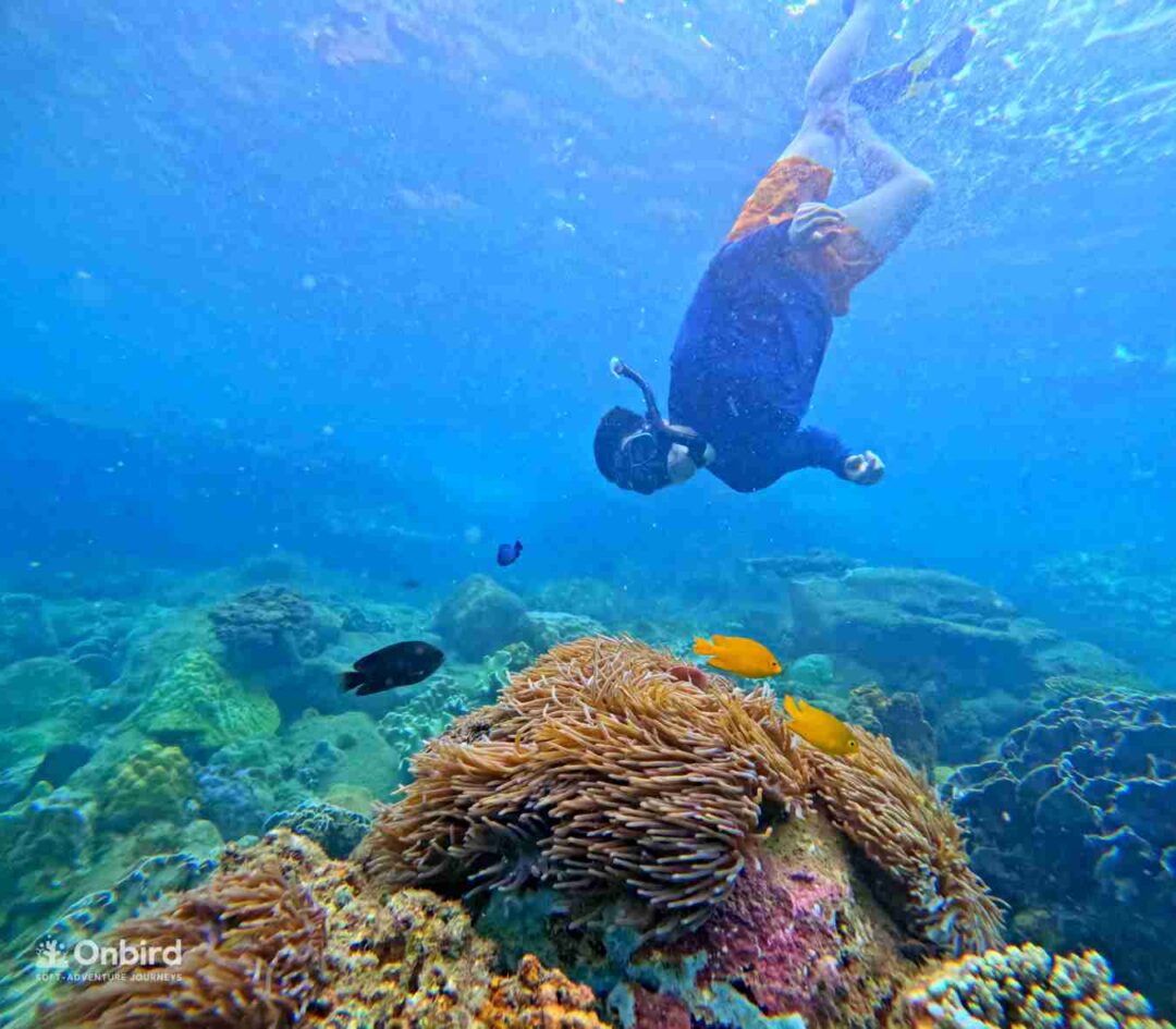 Low-impact snorkeling with OnBird