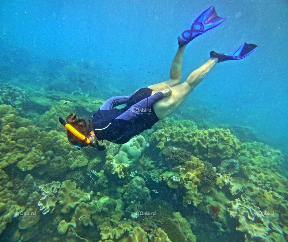 Rash Guard + Fin (2) Batch