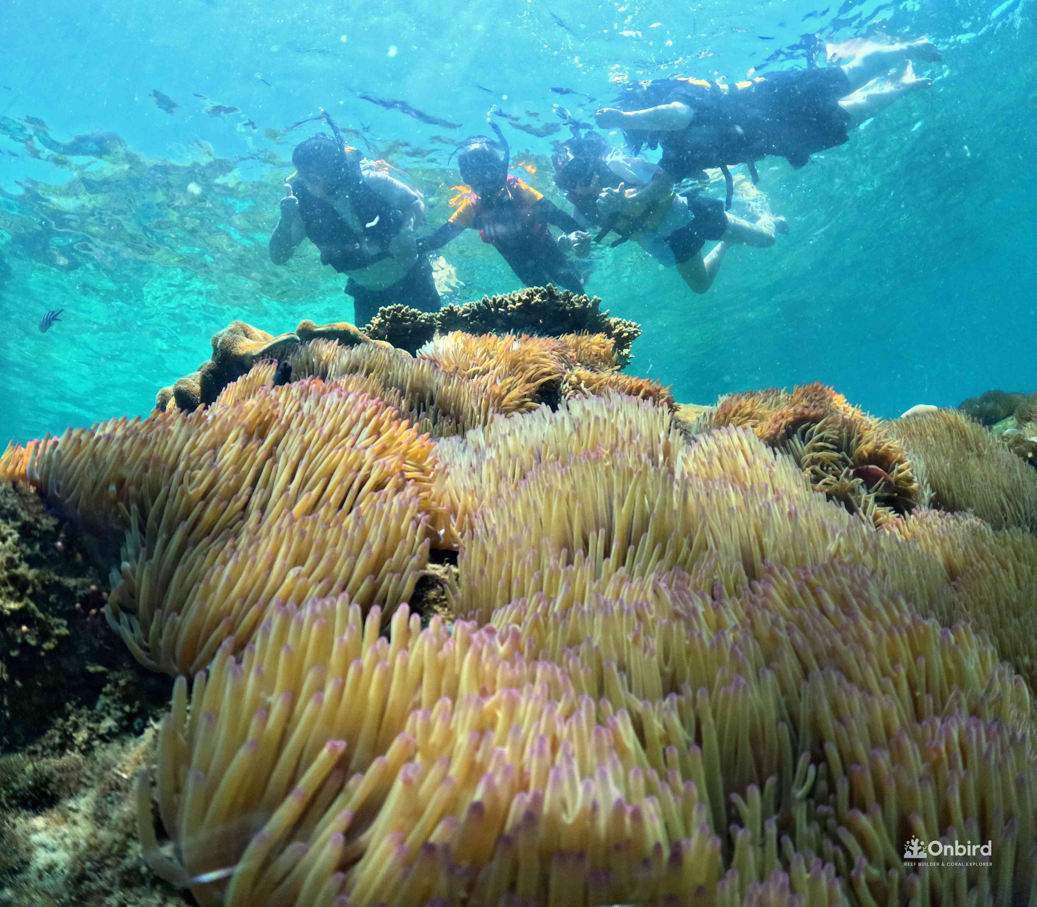 This snorkeling tour was an experience that perfectly fits the description, "definitely worth the money."