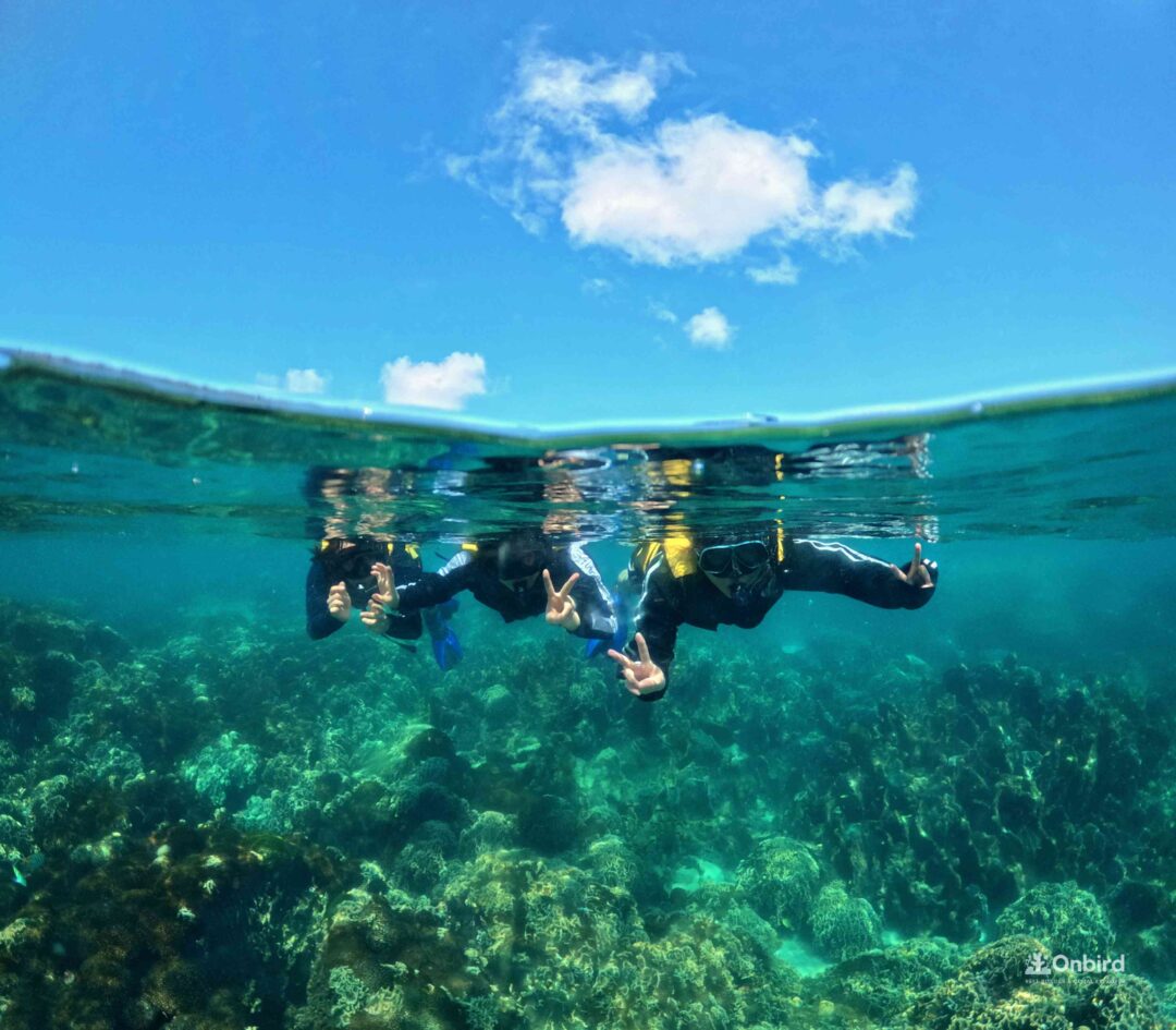 This snorkeling tour was an experience that perfectly fits the description, "definitely worth the money."