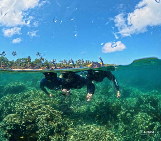 This snorkeling tour was an experience that perfectly fits the description, "definitely worth the money."