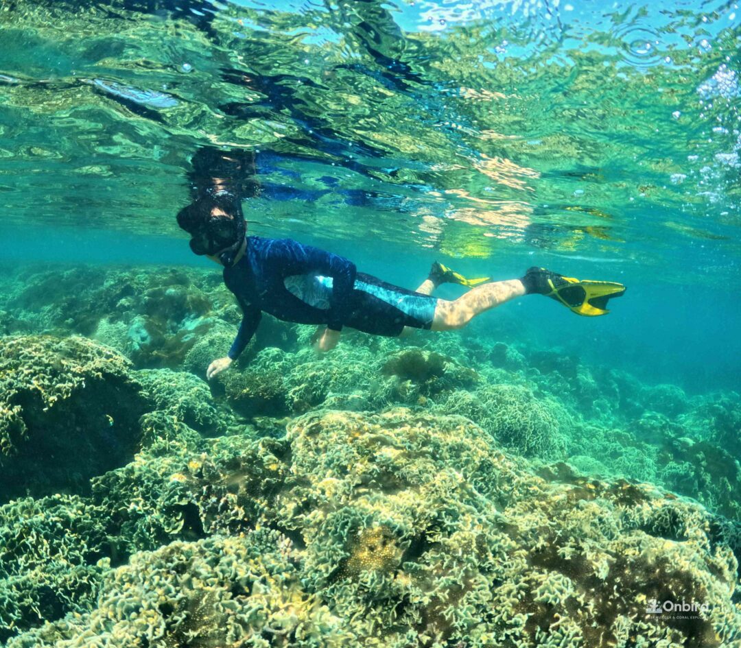 This snorkeling tour was an experience that perfectly fits the description, "definitely worth the money."