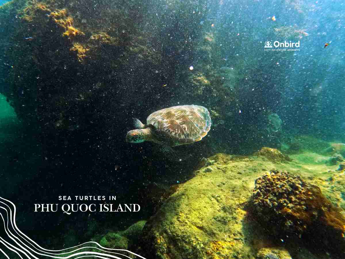 A sea turtle spotted by Onbird Team in 2025 July - Complete guide about Phu Quoc weather in July