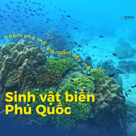 Rạn san hô đa dạng màu sắc với nhiều loài cá nhỏ bơi lội ở Phú Quốc.