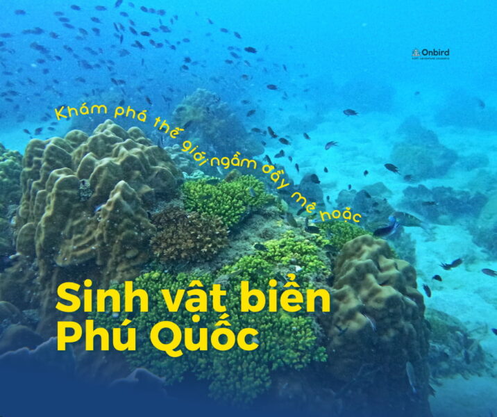 Rạn san hô đa dạng màu sắc với nhiều loài cá nhỏ bơi lội ở Phú Quốc.