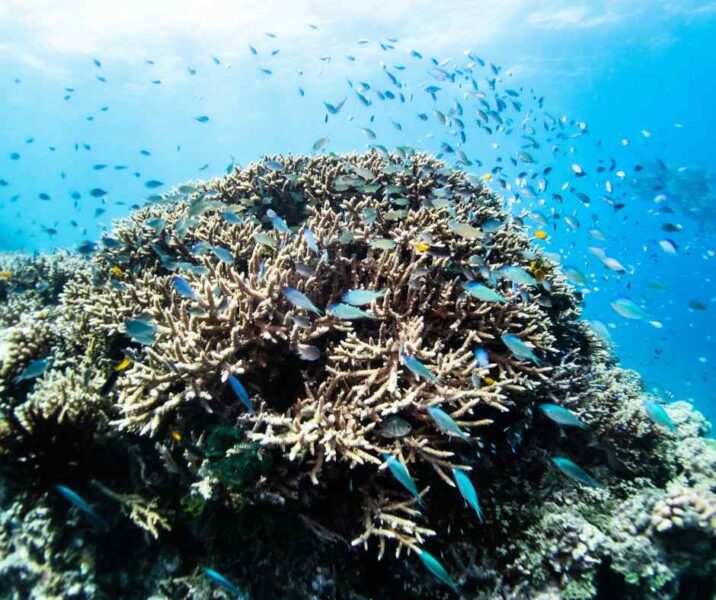 A school of small blue damselfish swimming densely over a large hard coral reef under the clear blue water of Phu Quoc.
