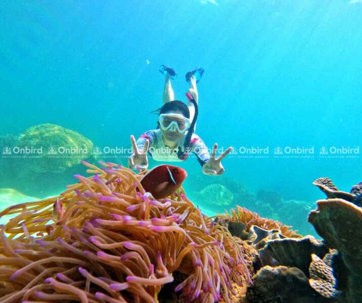 A delighted diver makes a V-sign gesture next to a red-orange clownfish swimming among pink and yellow sea anemones in Phu Quoc.