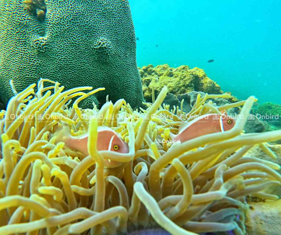 Close-up of two pale pink clownfish with white stripes hiding among the pale yellow tentacles of sea anemones in Phu Quoc.