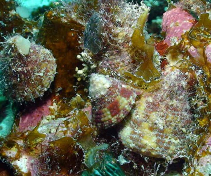 Cận cảnh một nhóm ốc đụn (trochus snail) với vỏ hình nón và hoa văn độc đáo, bám trên rạn san hô phủ tảo ở Phú Quốc.