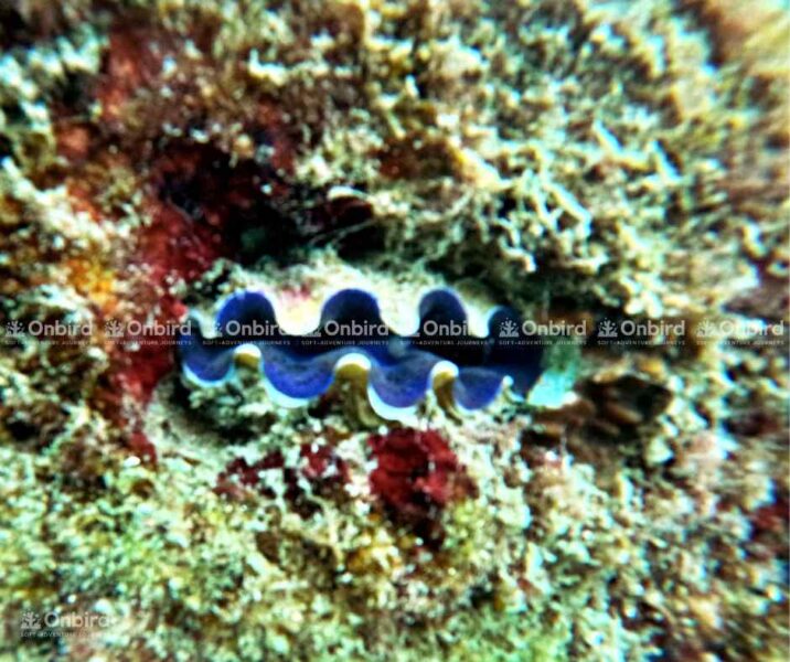 Cận cảnh vỏ sò màu xanh tím nhấp nhô của trai tai tượng (giant clam), nằm ẩn mình trong rạn san hô dưới đáy biển Phú Quốc.