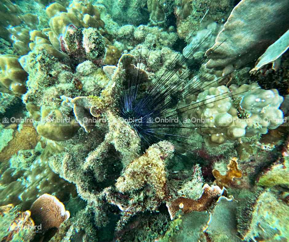 Close-up of a black sea urchin with long, sharp black spines prominently displayed on a colorful coral reef background in Phu Quoc.