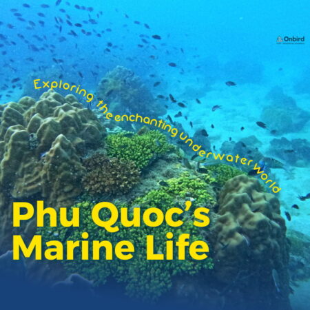 A diverse, colorful coral reef with many small fish swimming in Phu Quoc. Title: Discovering Phu Quoc's Marvelous Coral World