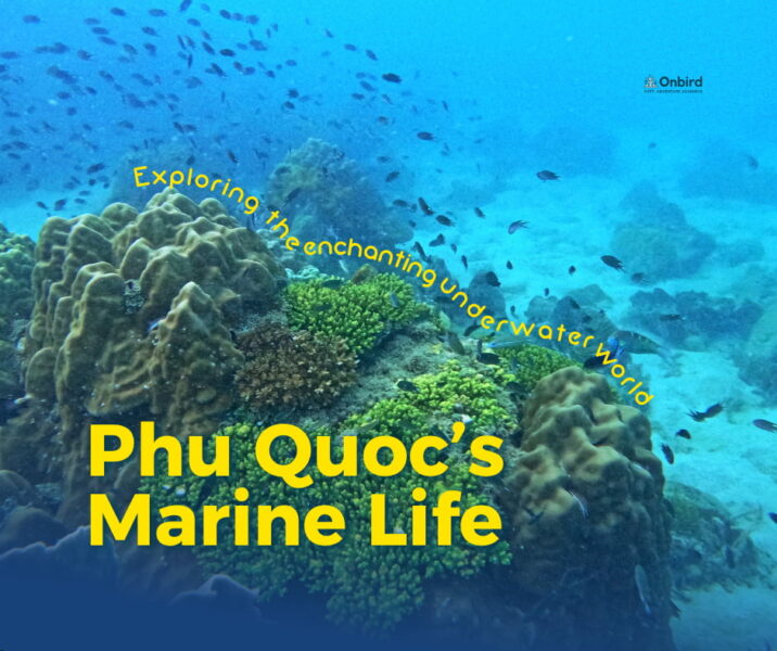 A diverse, colorful coral reef with many small fish swimming in Phu Quoc. Title: Discovering Phu Quoc's Marvelous Coral World