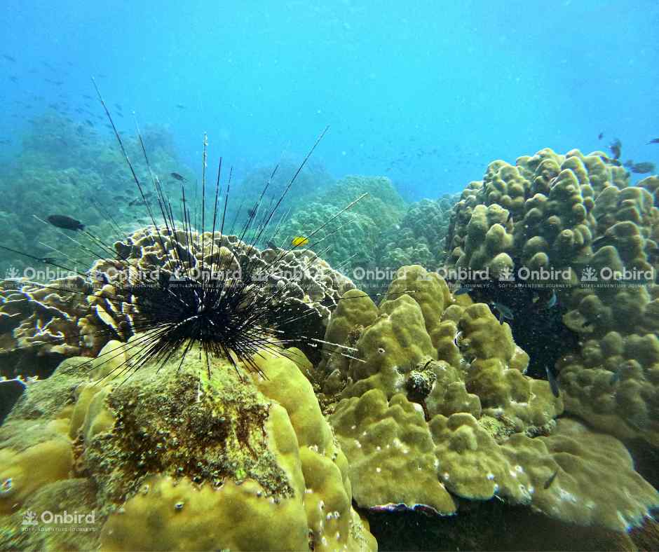 Close-up of a black sea urchin with long, sharp black spines prominently displayed on a colorful coral reef background in Phu Quoc.