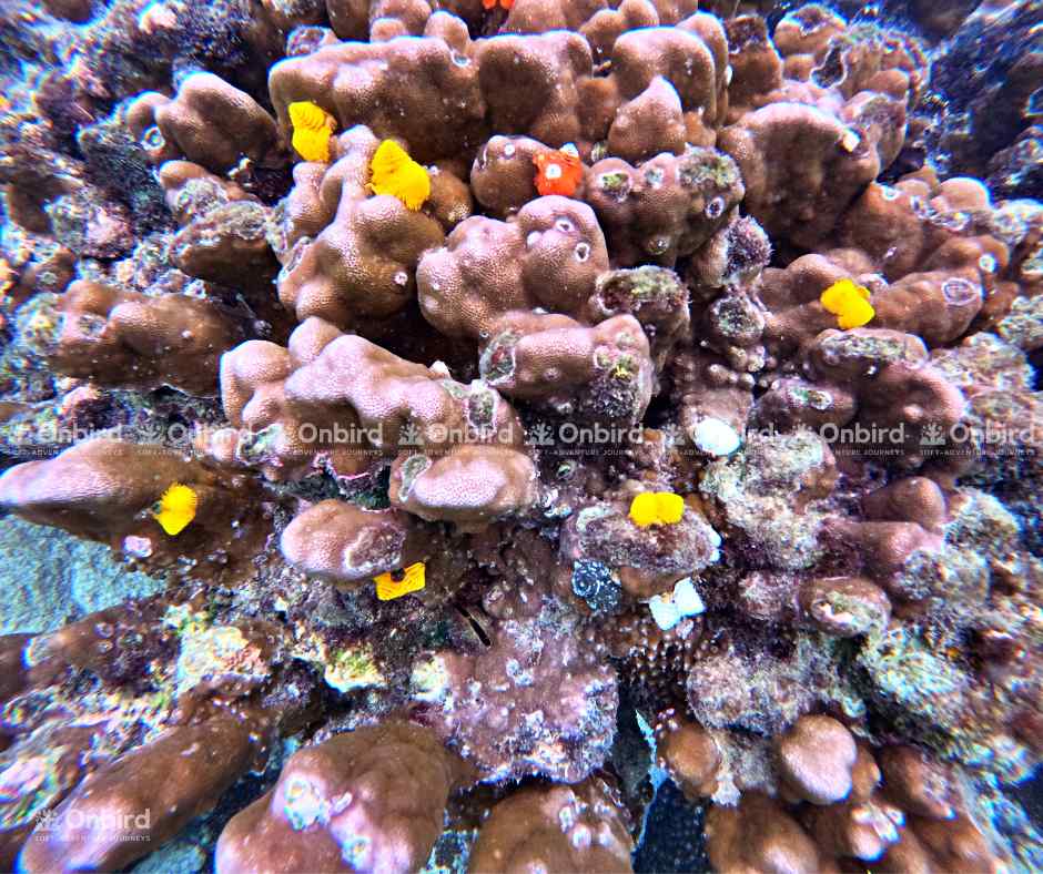 Close-up of numerous vibrant yellow and orange Christmas tree worms emerging from a large brown brain coral colony underwater in Phu Quoc.
